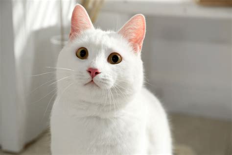 khao manee breed|Khao Manee I 13 Things You Need to Know I .